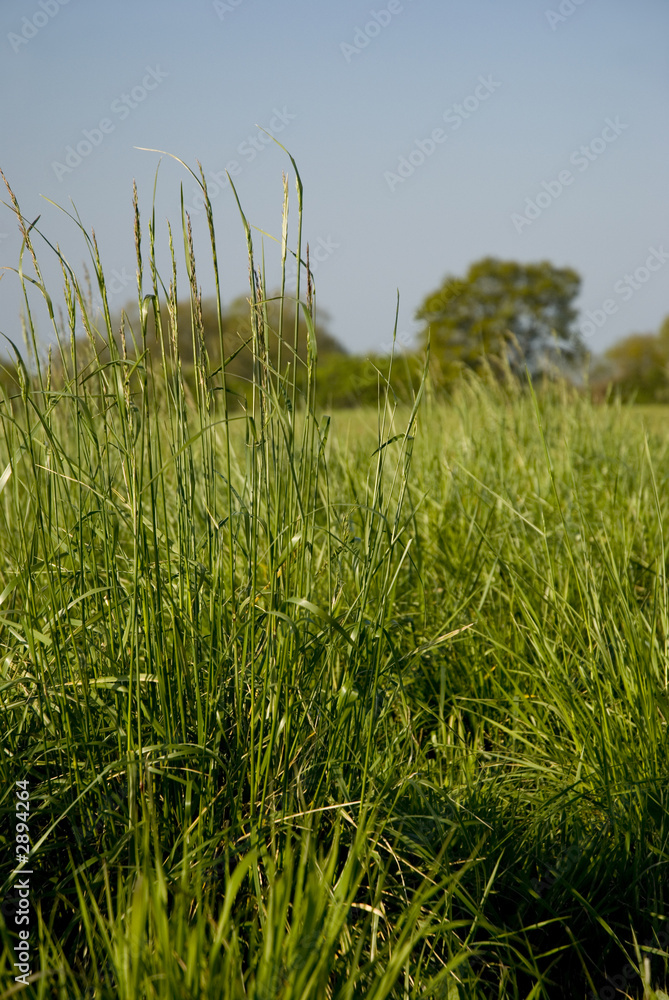 Obraz premium campagne