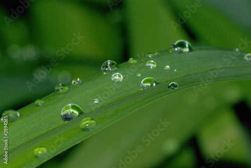 dew on plant