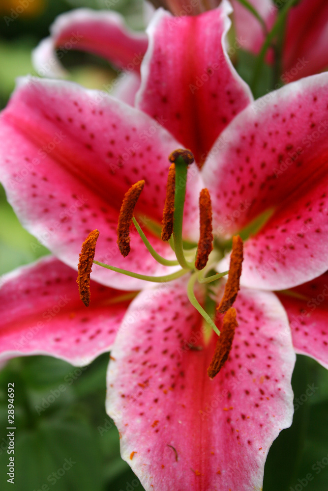 lily lily