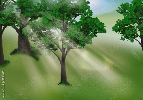 grove in the morning