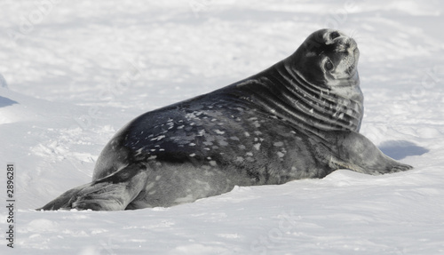 weddell seal baby photo