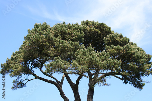 scots pine tree