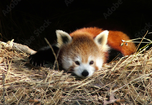 red panda #2896851
