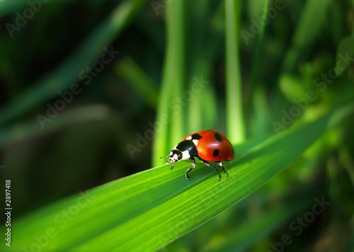 red ladybird on a grass