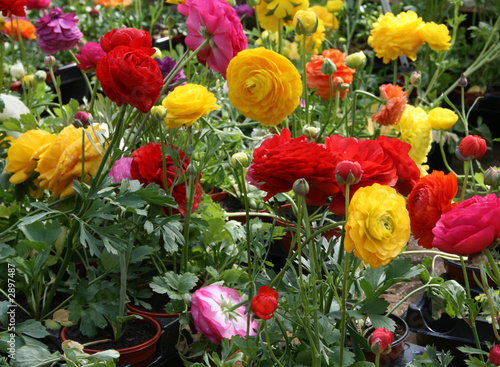 ranunculus flowers 4