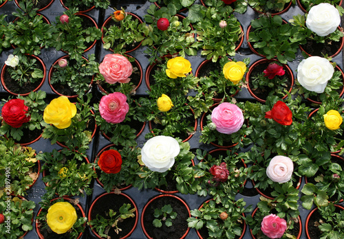ranunculus flowers 5