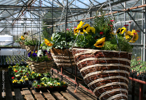 hanging baskets and plant trays in a greenhouse
