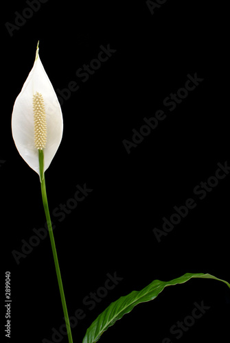 peace lily