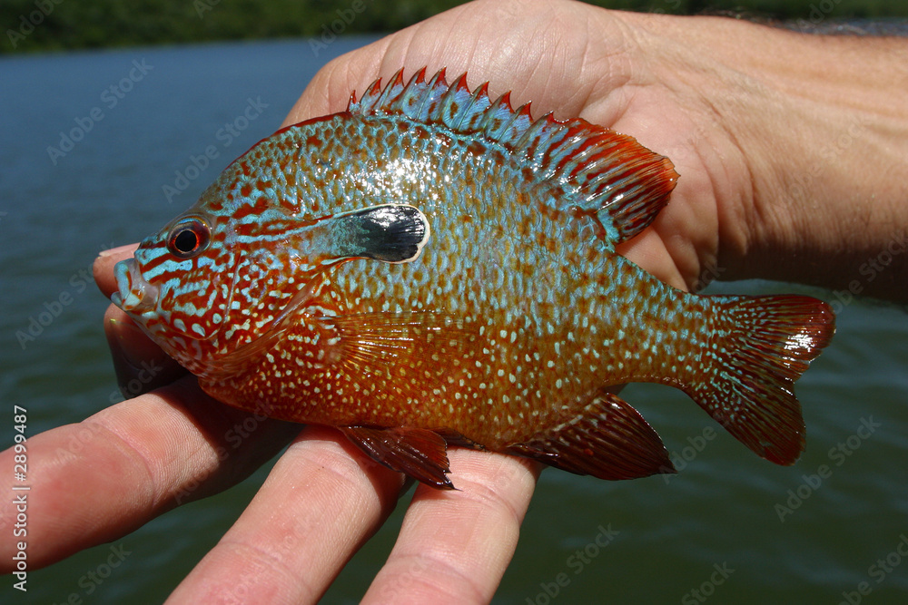 Sunfish perch cheap