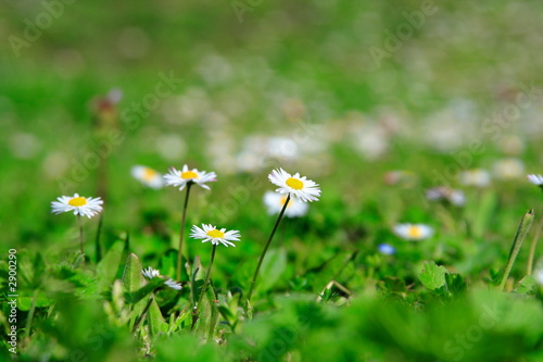 fleurs qui se dressent