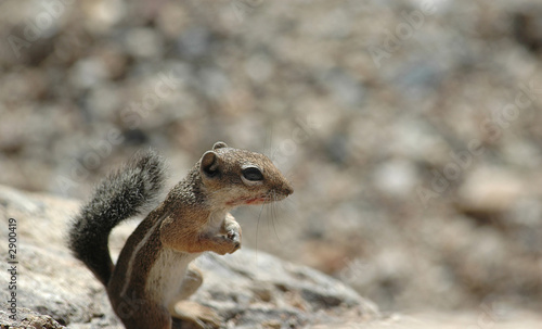 rock squirrel