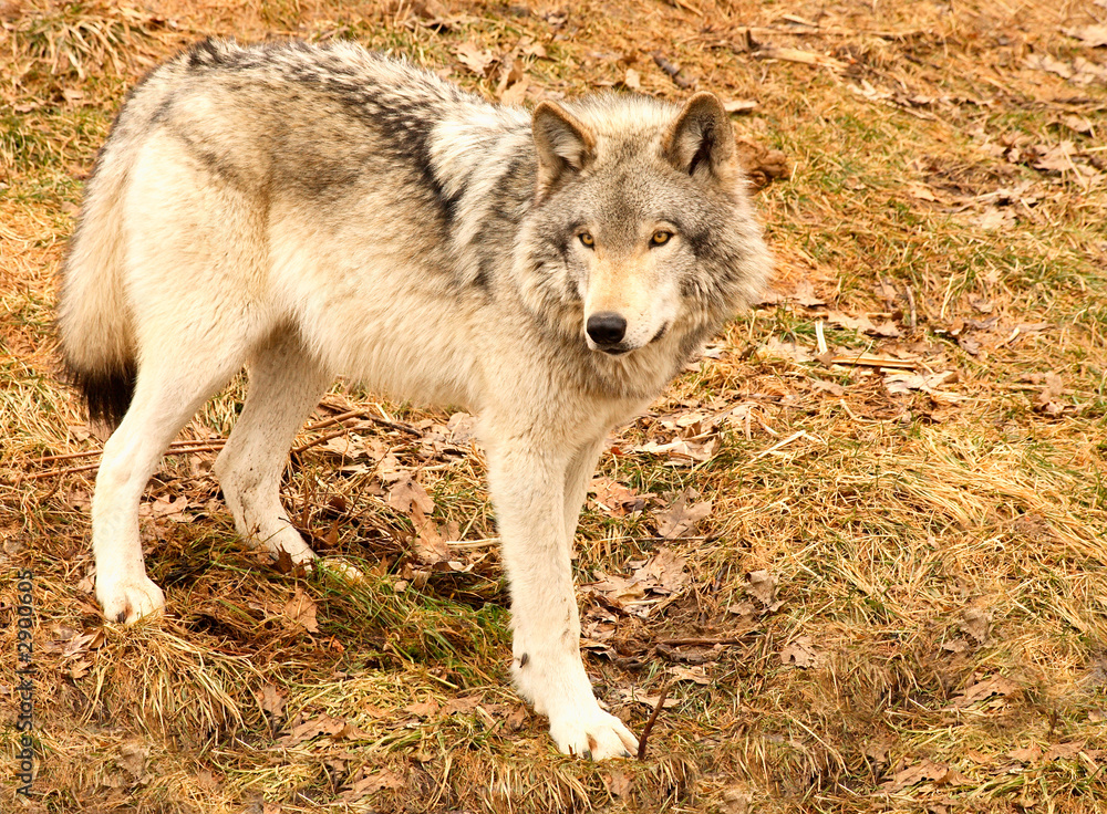 Naklejka premium gray wolf on a spring day