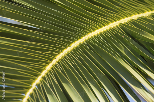 palm leaf  background