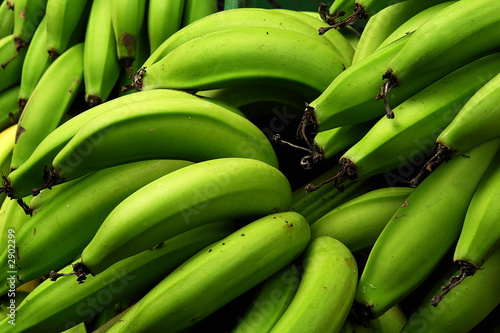 bananos platanos 4 photo