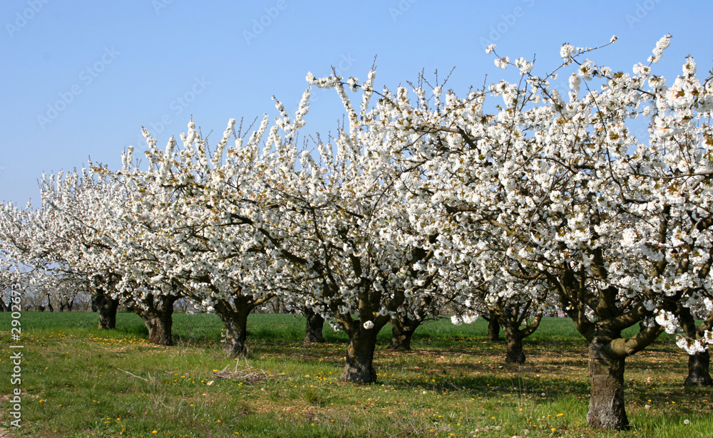 Naklejka premium rang de cerisiers