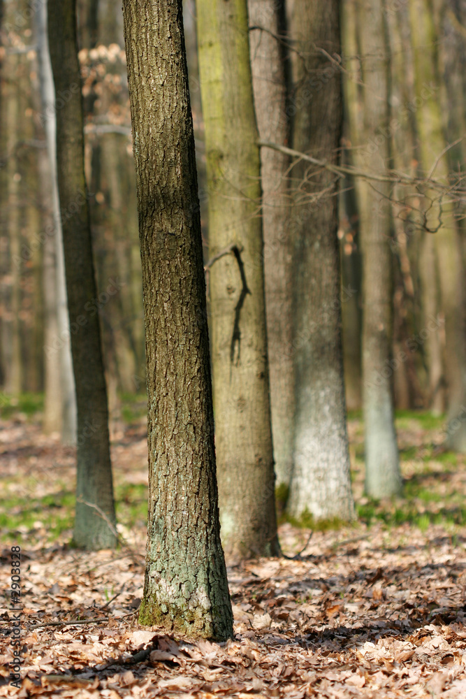 spring/fall forest-romantic sunny day spring/fall forest-romantic sunny day