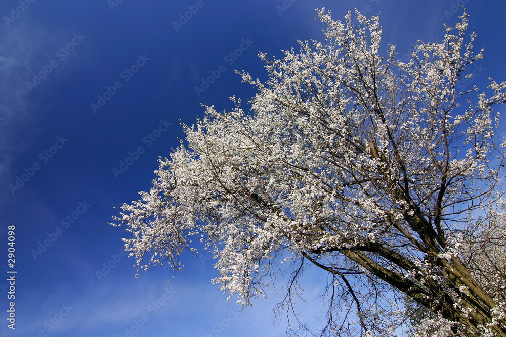 spring bush with white flowers-blue sky