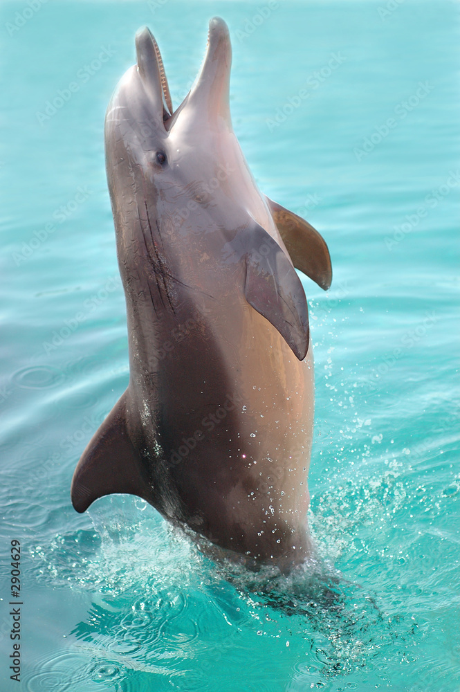 Obraz premium dolphin