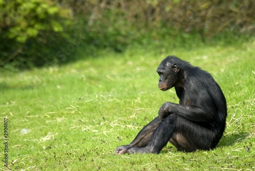 bonobo sitting photo