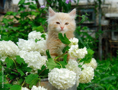 kitten and white flowers