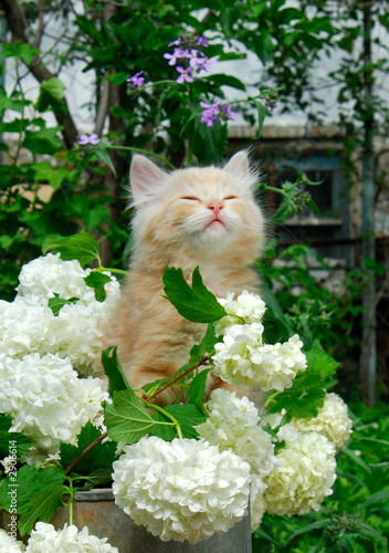 kitten and white flowers