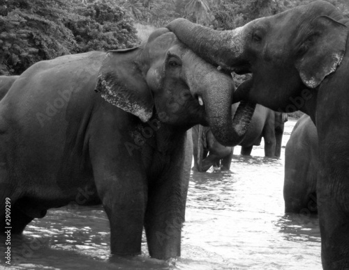 elephant love