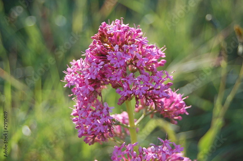 douceur et couleur photo