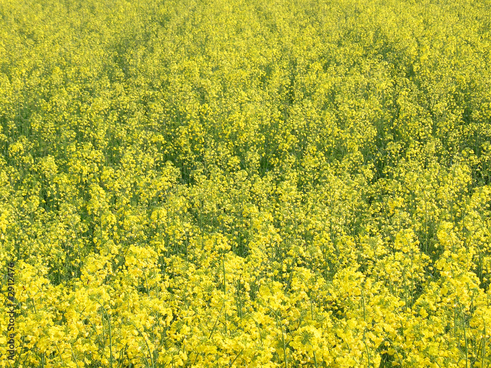 yellow rape field background