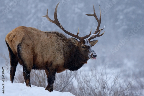 elk in winter