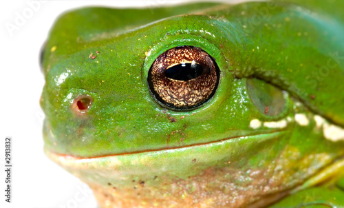 frog closeup