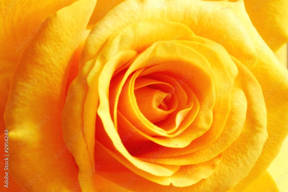 yellow rose yellow rose