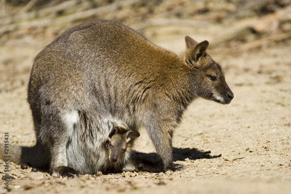 red necked wallaby red necked wallaby