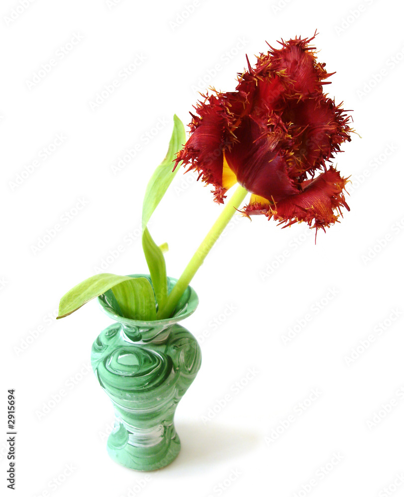 red tulip in a vase over white red tulip in a vase over white