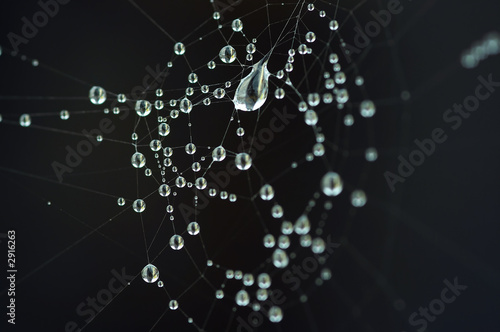 cobweb with dew