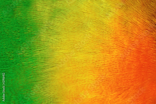 parrot plumage background