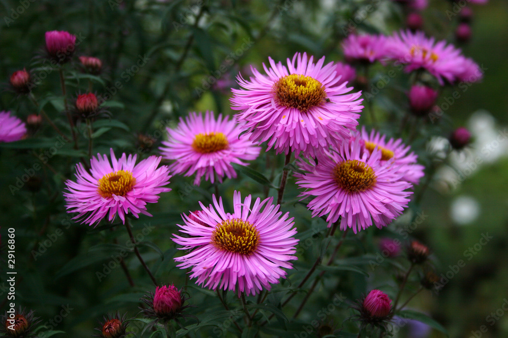 summer flowers summer flowers