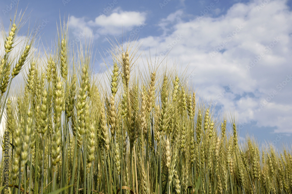 wheat for harvest wheat for harvest
