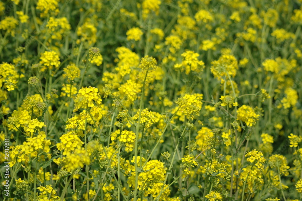 yellow flowers