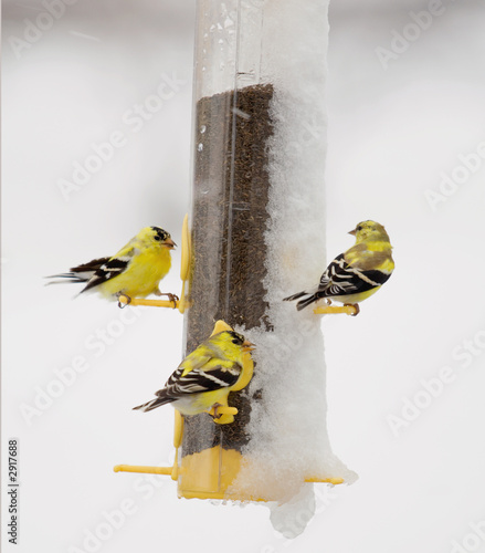 american goldfinch feeding