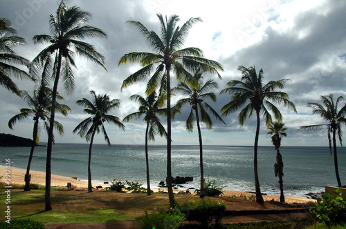 tropical palms