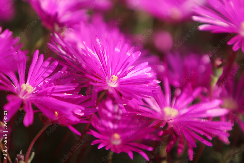 garden flowers garden flowers