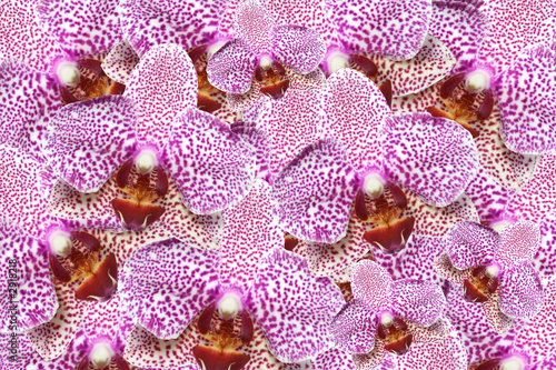 orchid madness