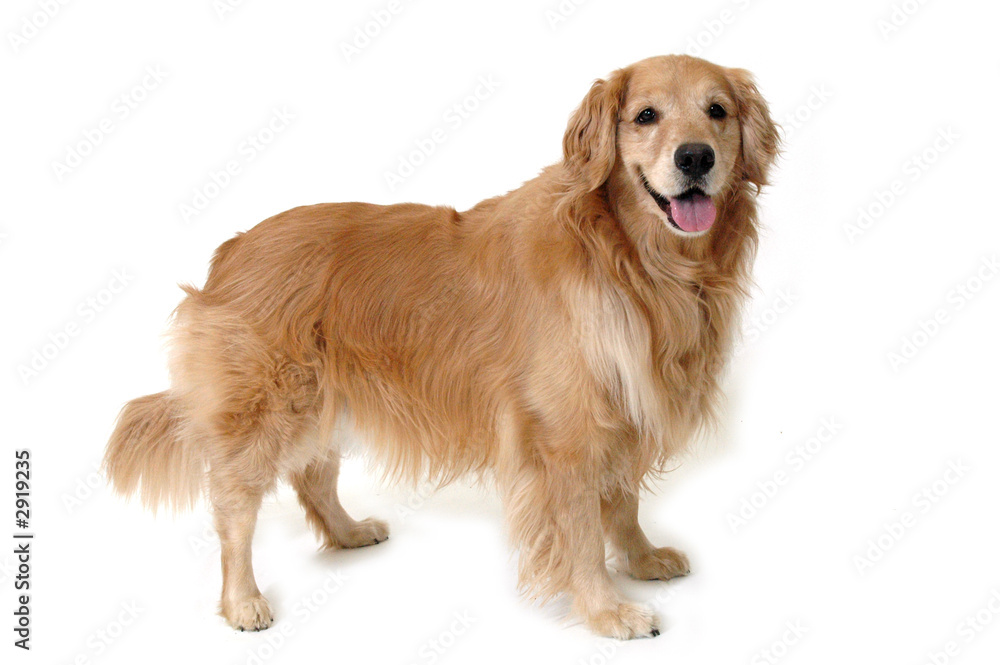 golden retriever standing golden retriever standing