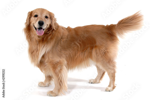 standing golden retriever