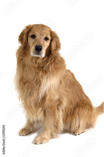 sitting golden retriever