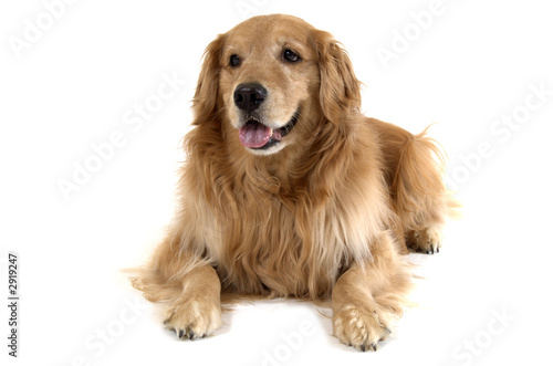 golden retriever laying