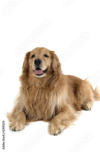 laying golden retriever