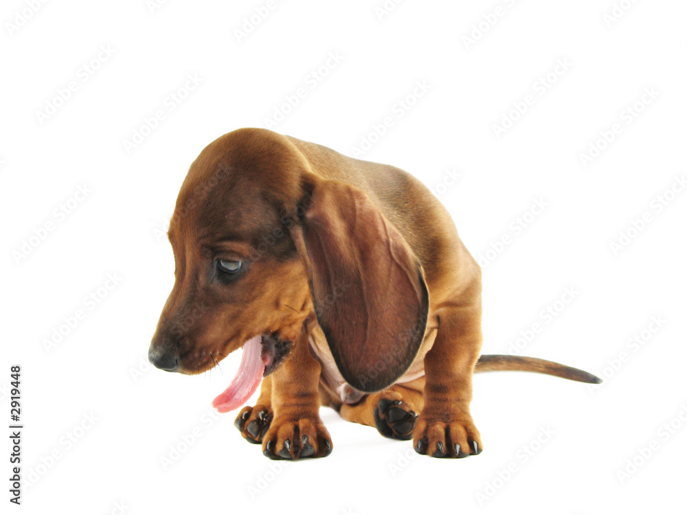 yawning dachshund