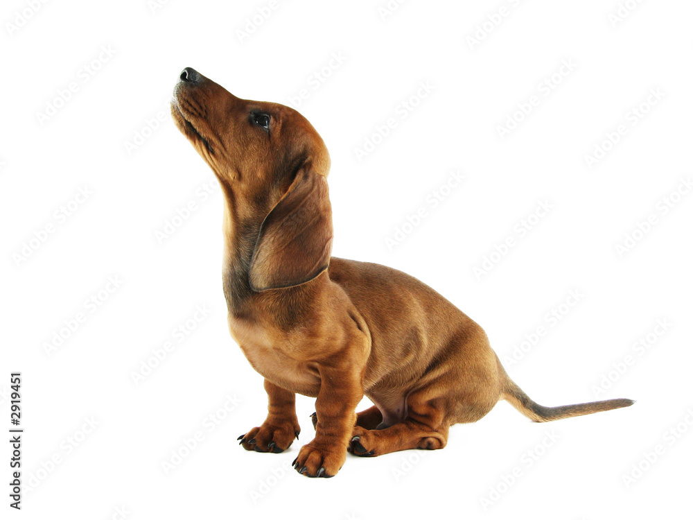 Obraz premium dachshund puppy looking up