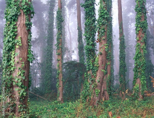 trees and ivy in fog